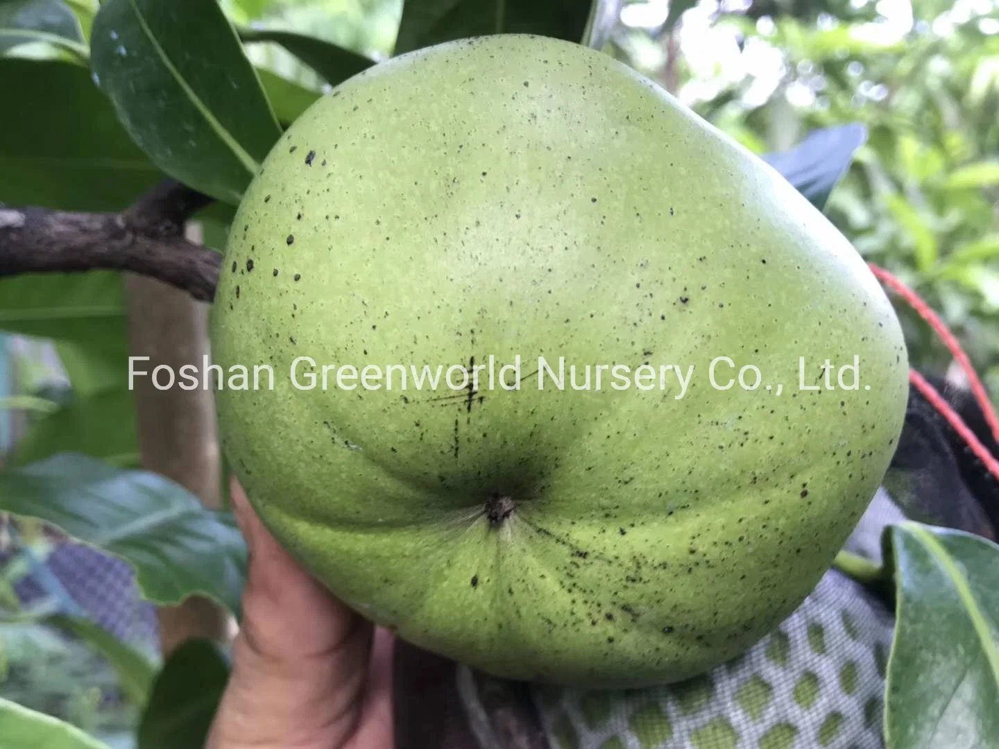 Diospyros Nigra Fruit Tree China Manufacturer