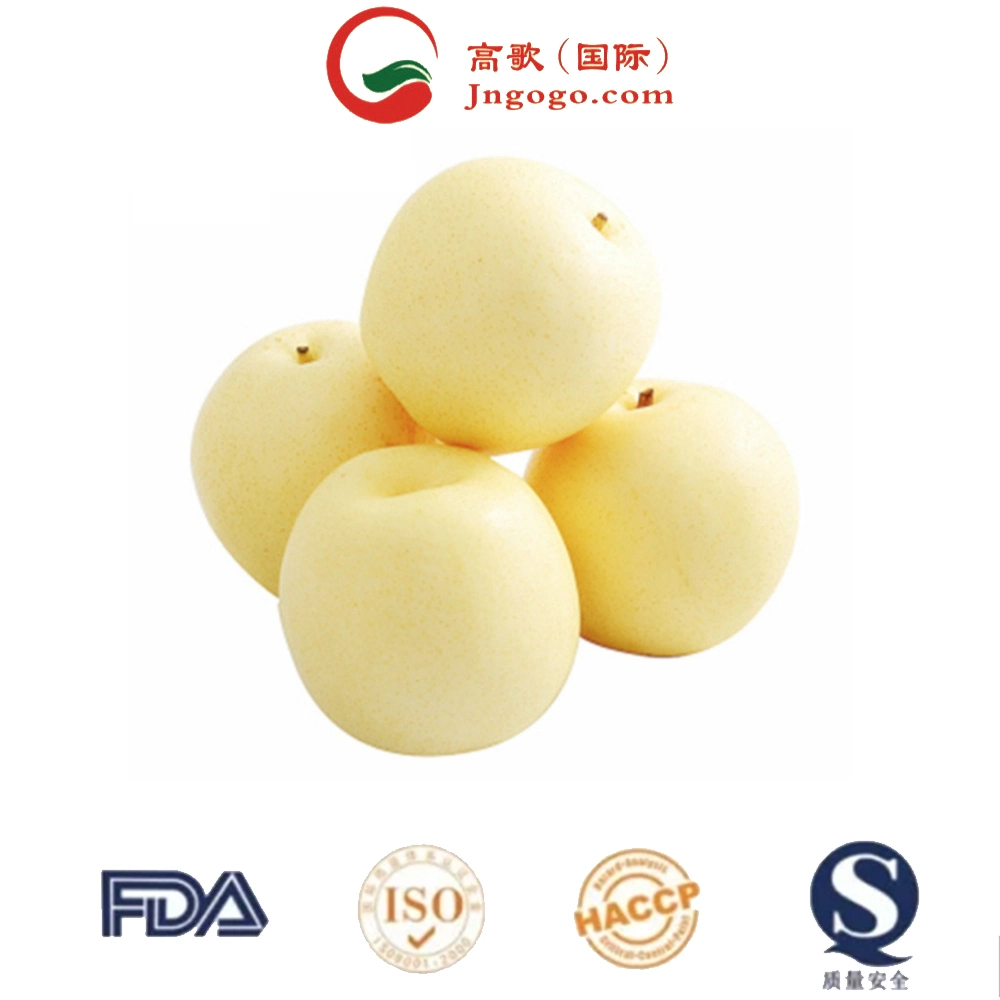 Low Price for Export Shandong New Fresh Pear