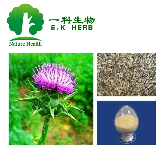 E. K Kosher hierba Certificado Halal Food Grade el 80% de la silimarina 30% Silybin Isosilybin extracto de cardo mariano Echinacea Purpurea ácido Chicoric Extracto de Alcachofa