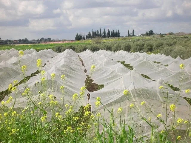 Agrícolas blanca insectos Net con UV Anti trata de gases de efecto