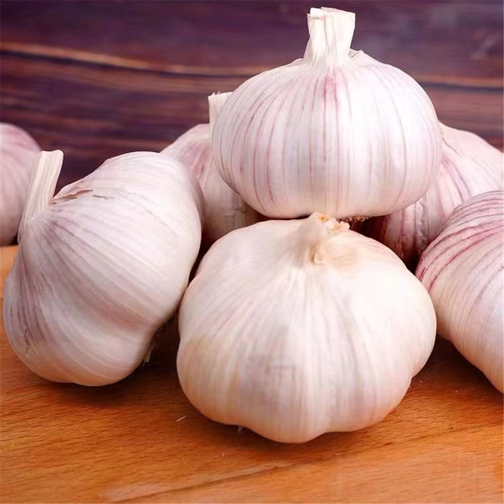 Fresh Garlic China Garlic for Export