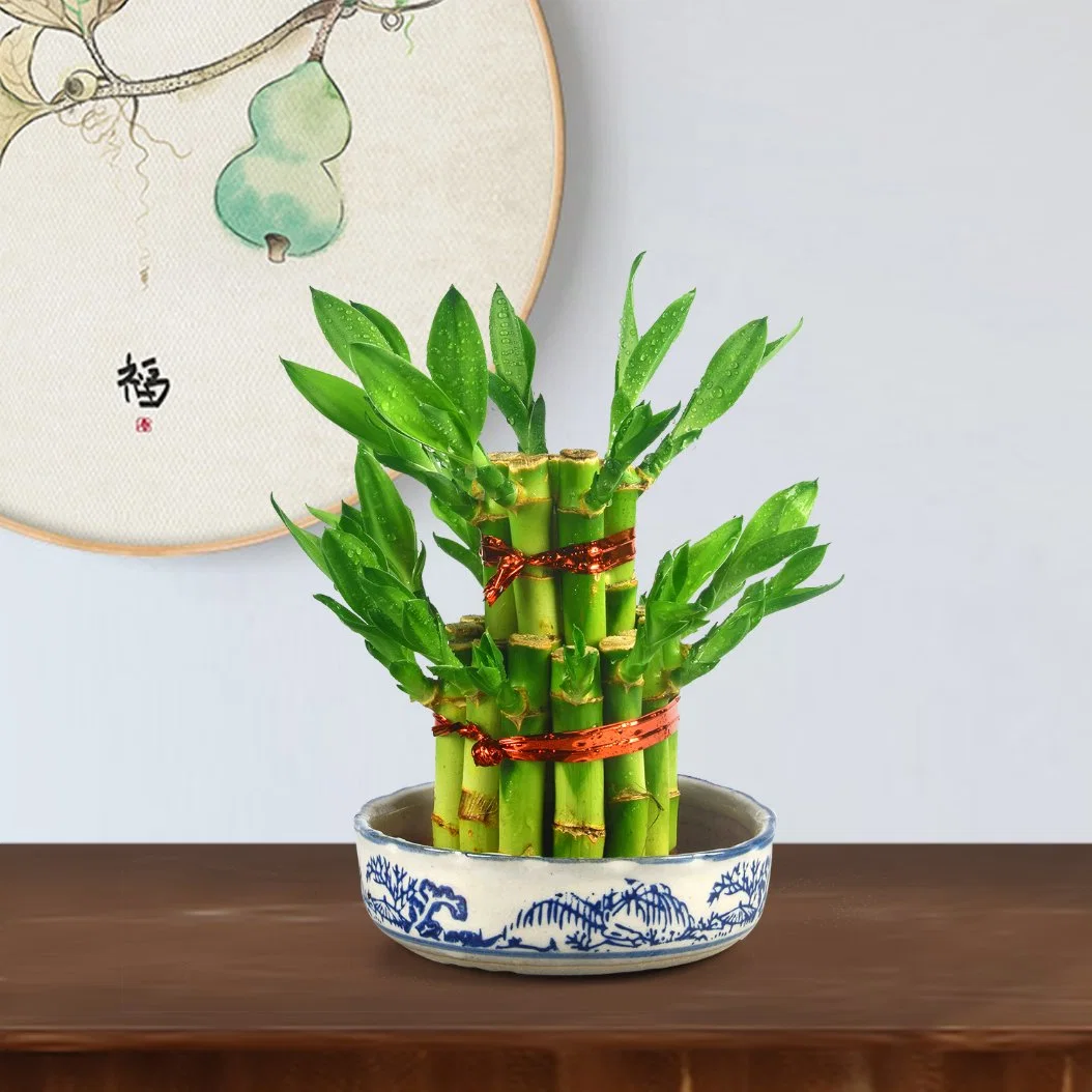 Grüne Pflanzen 2, 3 Tier Lucky Bamboo Tower für Feng Shui Home Growth