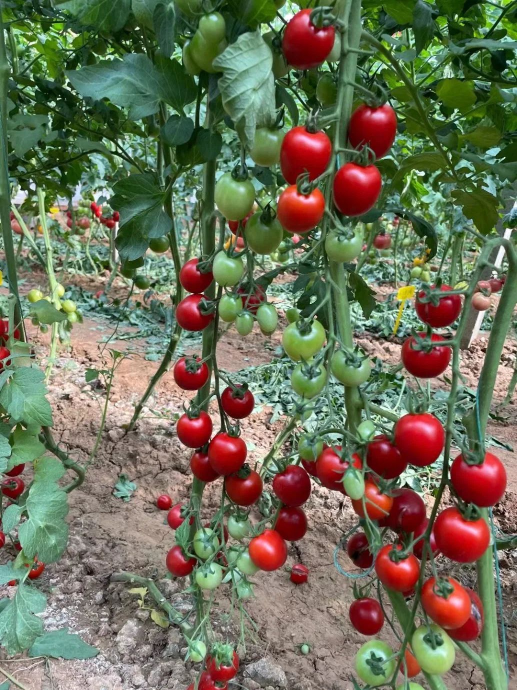 Rio Grande Tomatoes Fruit Cherry Tomato Seeds