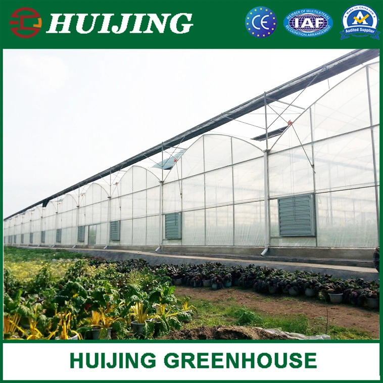 Customized Multispan Film Greenhouse for Tomato Growing