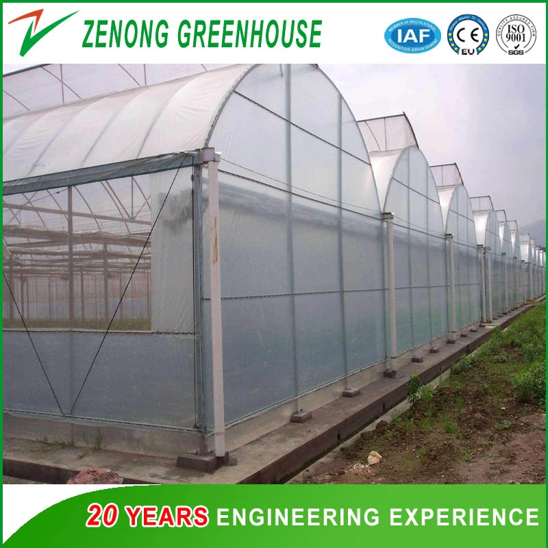 Multi-Span Agriculture Po Film Greenhouse with Side Ventilation for Anti-Season Vegetable/Flower/Fruit