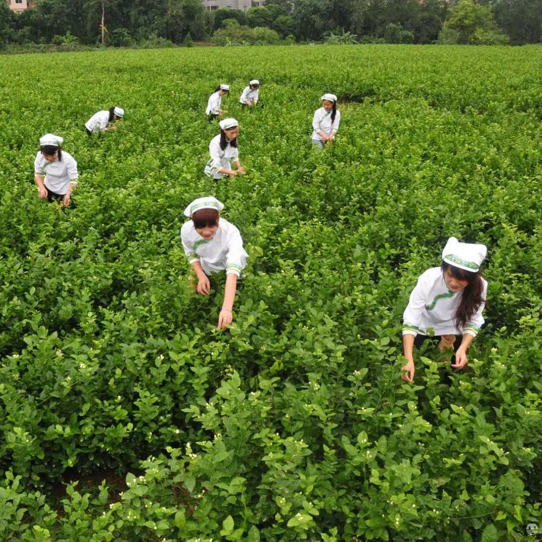 شاي بعد الظهر المجفف الياسمين المجفف بالزهور الطبيعية الصينية عالي الجودة 100% بتلات