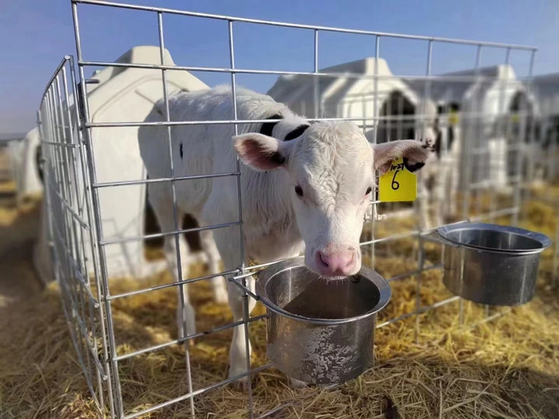 High Quality Food Grade Plastic Calf Hutch /Calf Cubicle