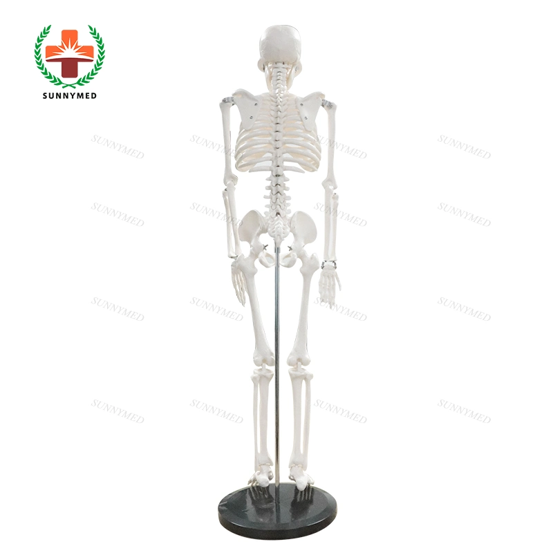 Sy-N02102 Modelo de Enseñanza Escuela de Medicina de esqueleto humano modelo de venta