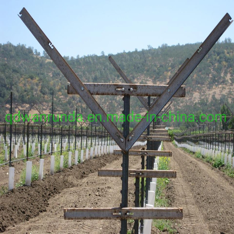 Instalar el enrejado de vid de uva por 40X40X3mm y 30x30x3mm barra de acero ángulo Anti-Rust ligeramente la superficie cubierta de aceite con un buen rendimiento Anti-Rust