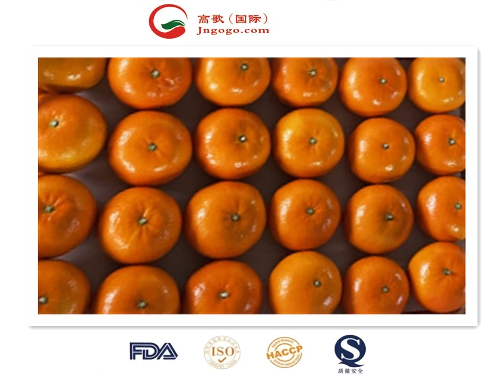 Frais, doux, de haute qualité Mandarin Wogan Mandarin en provenance de Chine