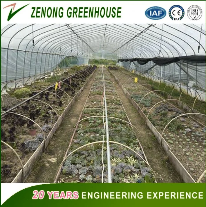 Hot Sale Commercial Tunnel Type PP Film Agriculture Greenhouse for Flower/Vegetable/Fruit/Planting/Farm/Aquaculture/Livestock Breeding/Ecological Restaurant