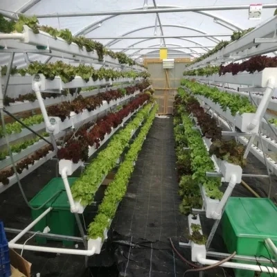 Hollow Tempered Glass Hydroponics System Multi-Span Greenhouse/Vegetables/Fruits/Flowers