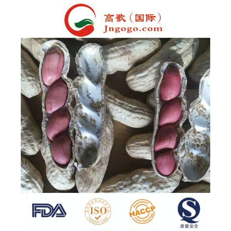 High quality/High cost performance  Red Skin Peanut Kernel