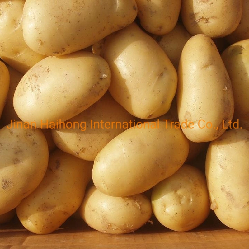 2019 New Crop Fresh Potato Which Is Ready for EU Market