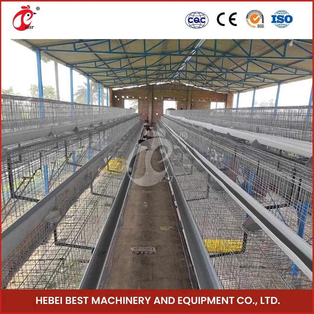 Bestchickencage a Type Layer Cage China Urban Chicken Layer Coop Manufacturer High-Quality Modern Poultry Layer House Configuration Chicken Coop Doors