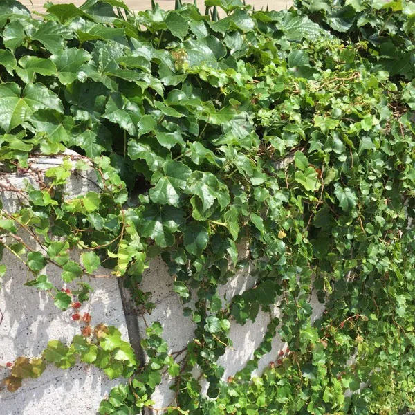 Touchhealthy Supply Boston IVY Seeds/Parthenocissus Tricuspidata Seeds/Japanese Creeper Seeds