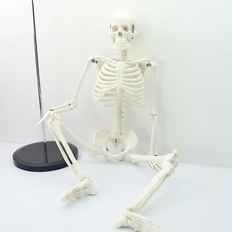 Hohe Reproduktion und Genauigkeit Medizinische Lehrmodelle Knochenfarbe Mensch Teaching Skeleton 85cm menschliches Skelett aus PVC