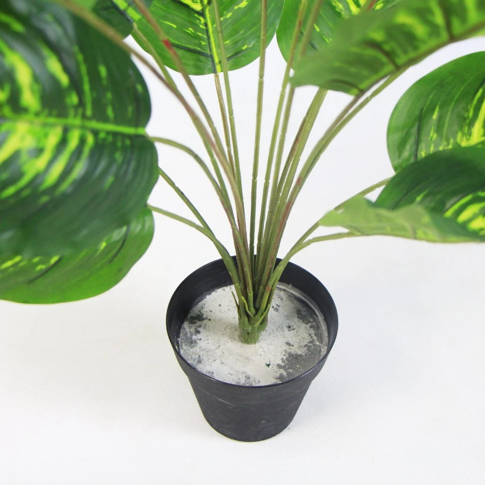 Most Beautiful Inexpensive Green Plant Potted for Outside Decoration