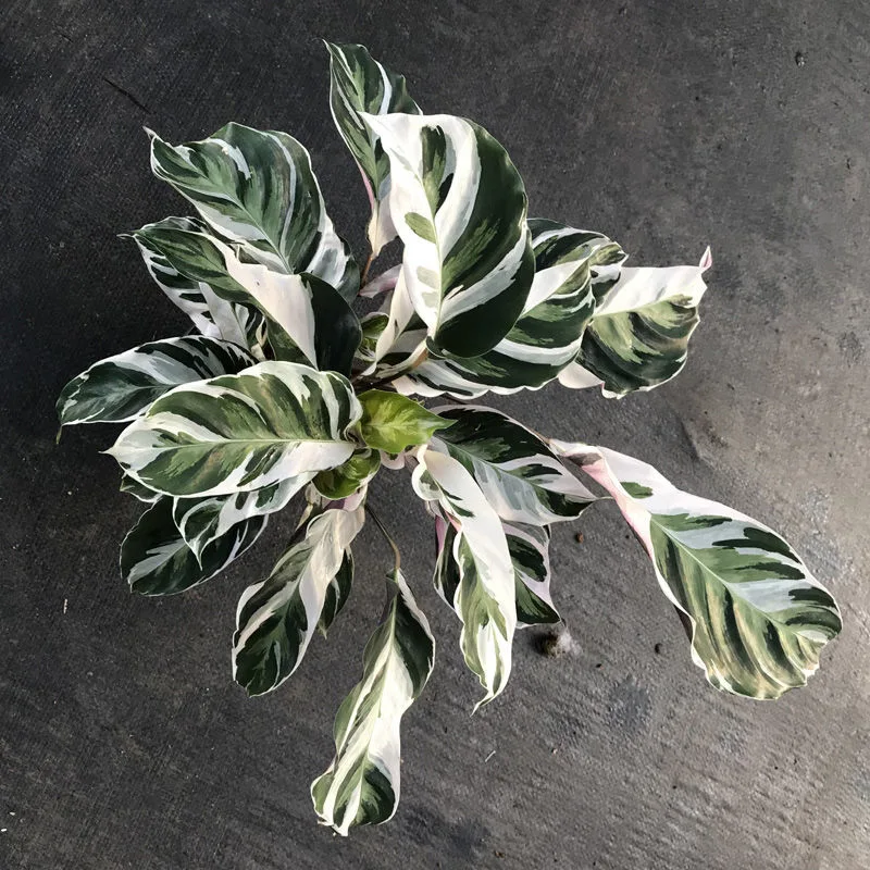 Fusión ornamentales blanco Calathea plantas vivas Bonsai