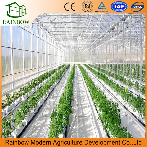 Multi Span Arch Type Multispan Poly Film Agricultural Greenhouse with Hydroponics