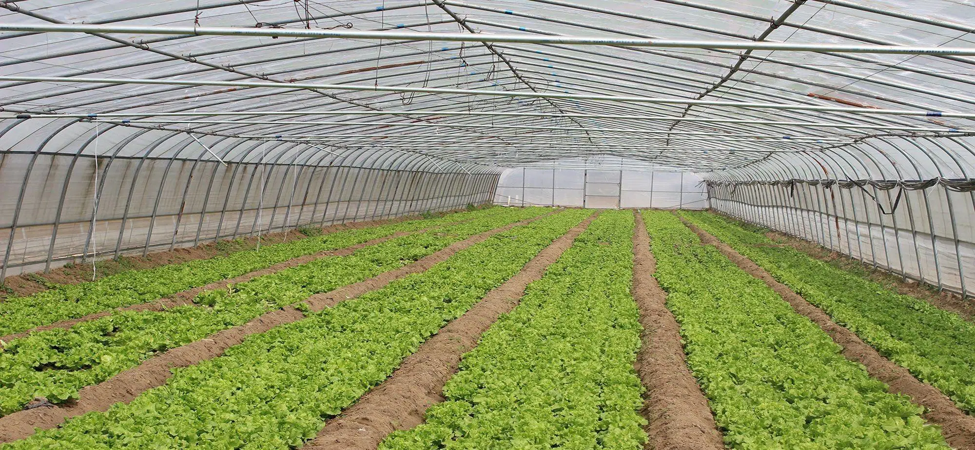 Large Automatic Intelligent Agricultural Serre Glass Green House with Soilless Culture Hydroponic Drip Irrigation System