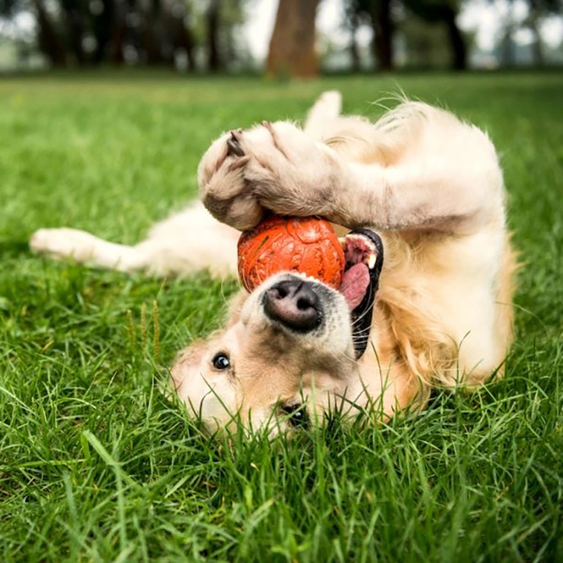 كرة الكلب المنشّط كرة الكلب المرنة العالية كرة لعبة صغيرة كلب تدي الحيوانات الأليفة الكرة المقاومة للعضّ