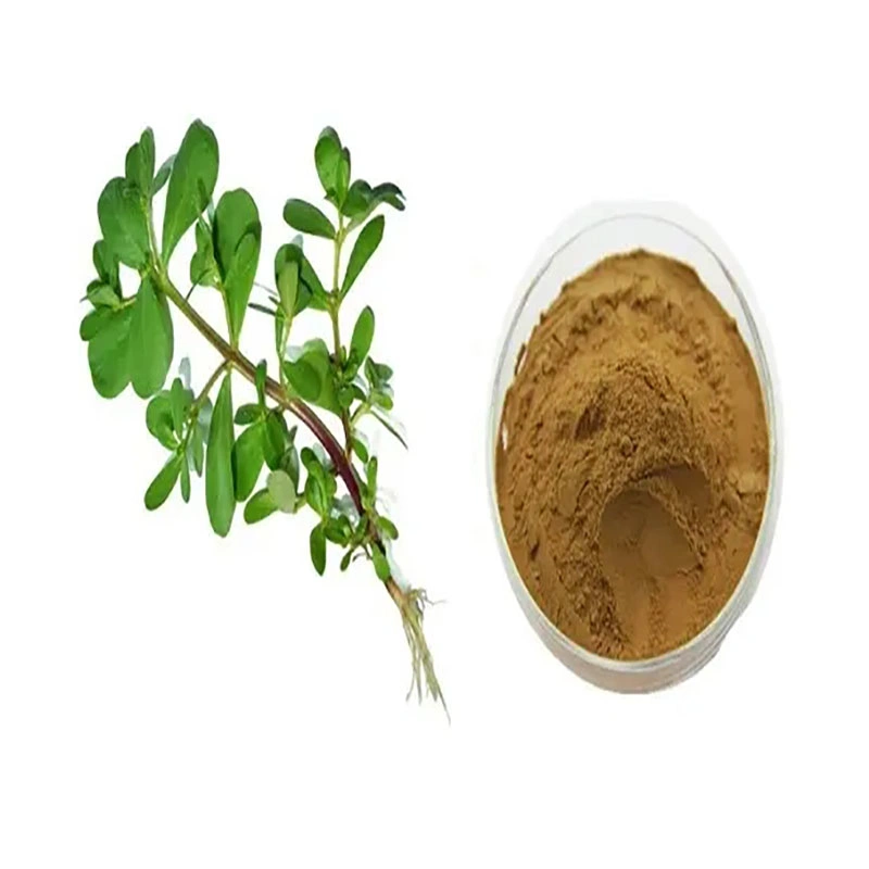 100% Natural Purslane Powder Extract Purslane Leaf Extract Herb Extract