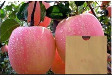 Eco Friendly pure du papier de pâte de bois de mangue Dragonfruit Apple goyave Sac Growth-Protected