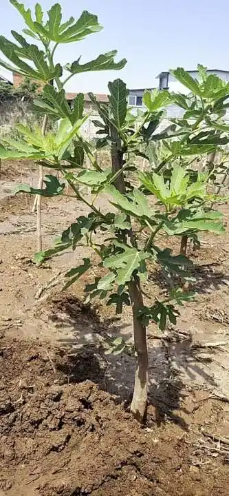 Fig Fruit Seedlings Real Plant for Nuesery Garden Home Agriculture Ficus