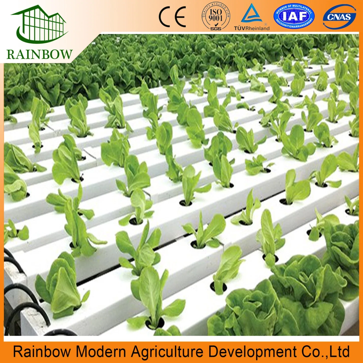 Chinese Multi Span Po/ PE Film Agricultural Greenhouse with Hydroponics Aquaponics System