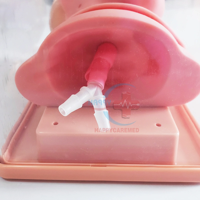HC-S035 Medizinische Krankenpflege Modell Advanced Tracheal Intubation Neugeborene/Kleinkinder Modell