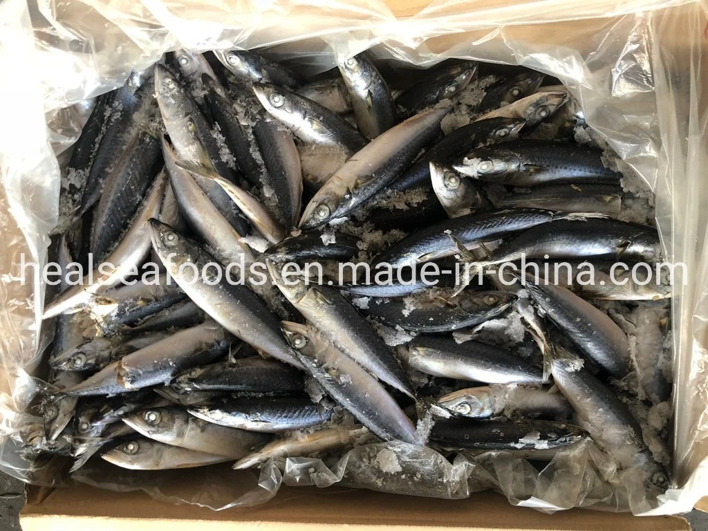 Size 100-150g No. 10 Sea Frozen Pacific Mackerel Thomson Fish for Rwanda