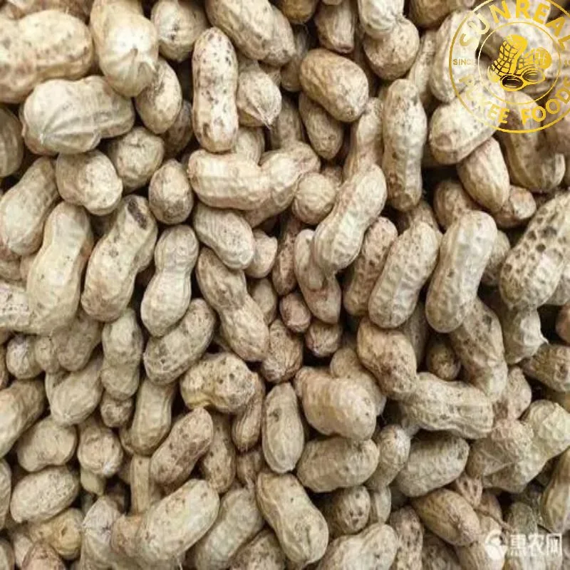 Roasted Hsuji Peanut in Shell/Best Quality From China Snacks New Fresh