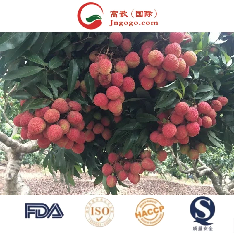 Chinese Fresh Litchi Lychee Fruit for Export