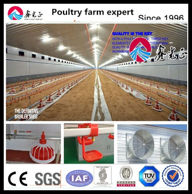 Chicken Auto Feeding System for Chicken Farm