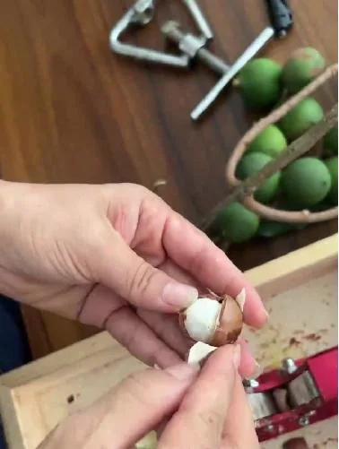 Hand-Peeled Macadamia Nuts Chinese 100% Natural Raw Macadamia in Shell