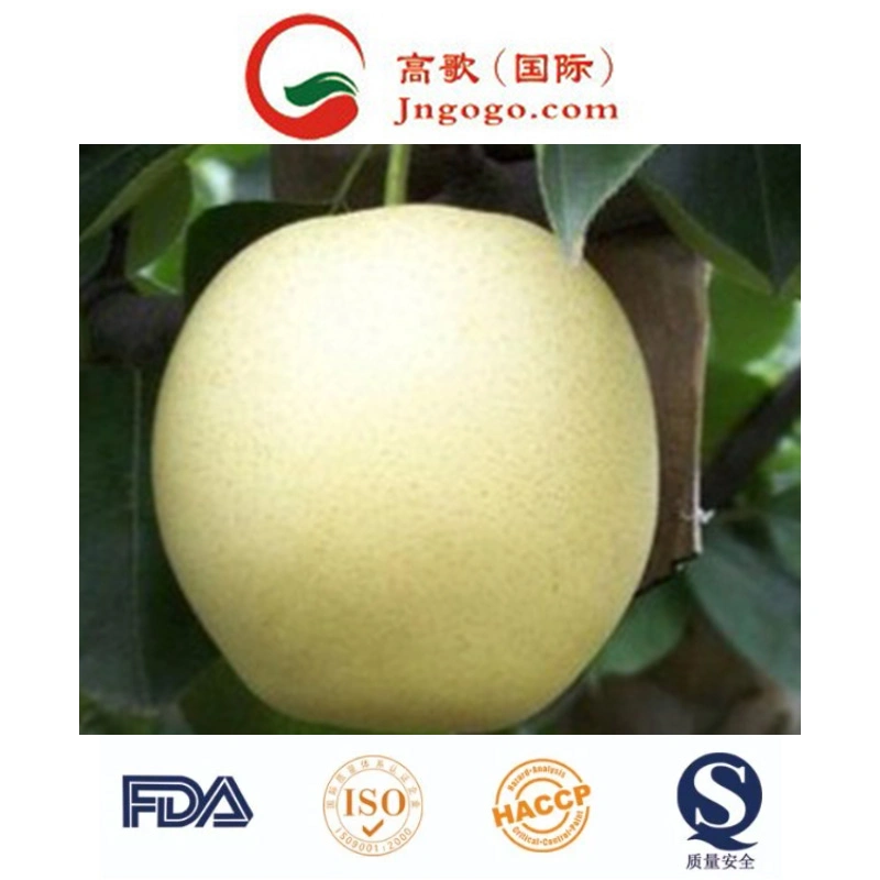 Yellow Shine Top Quality Delicious Golden Pear