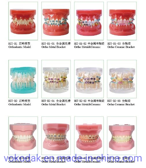 2 Times Sized Educational Dental Standard Teeth Model