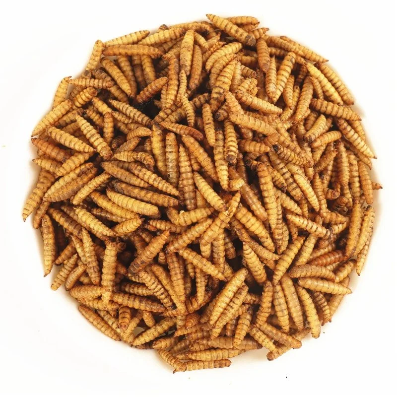 Cheap Bsfl with High Protein Dried Insect Larvae for Poultry Accessories