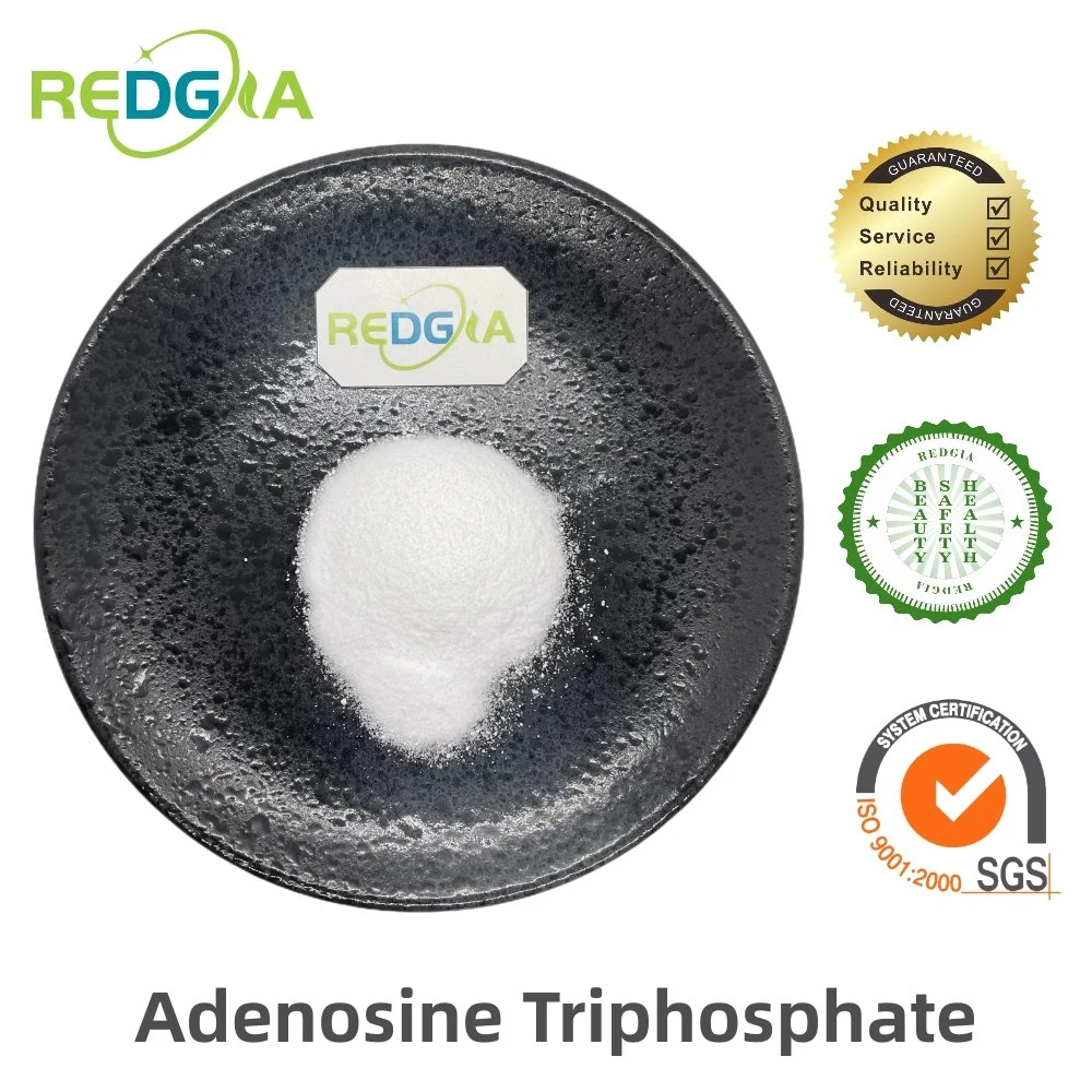 99% Factory Supply Nucleotide Material Adenosine Triphosphate ATP CAS 56-65-5