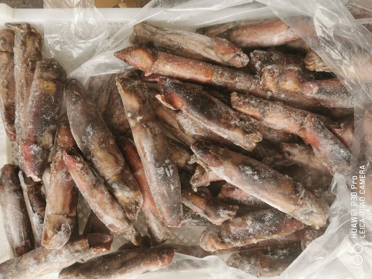 South China Sea Catching Bulk Frozen Black Squid Supplier