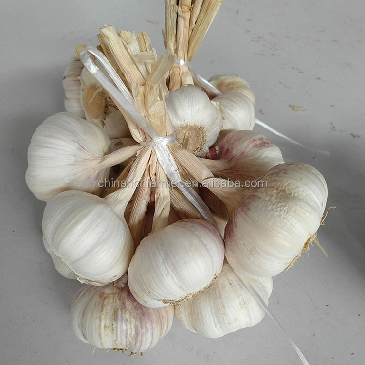 Best Selling Garlic Available at Wholesale/Supplier Price