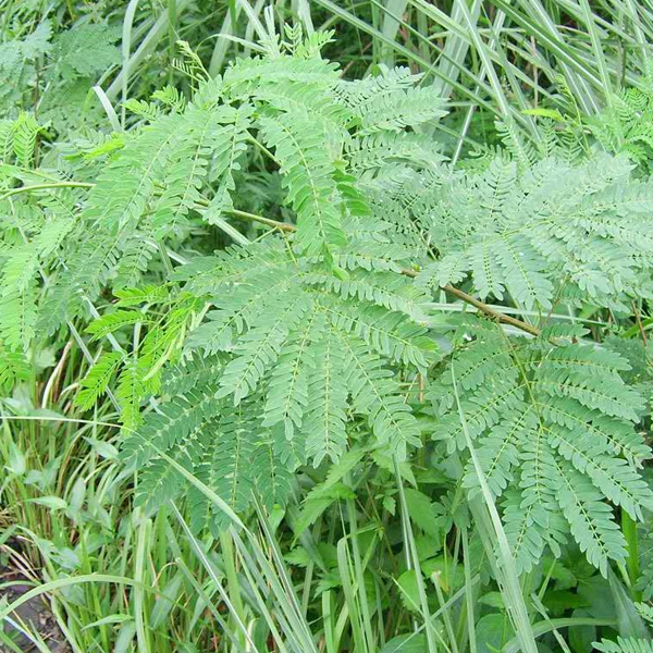 Touchhealthy Supply Leucaena Leucocephala Seeds/Leucaena Seeds/Leucaena Glauca Seeds