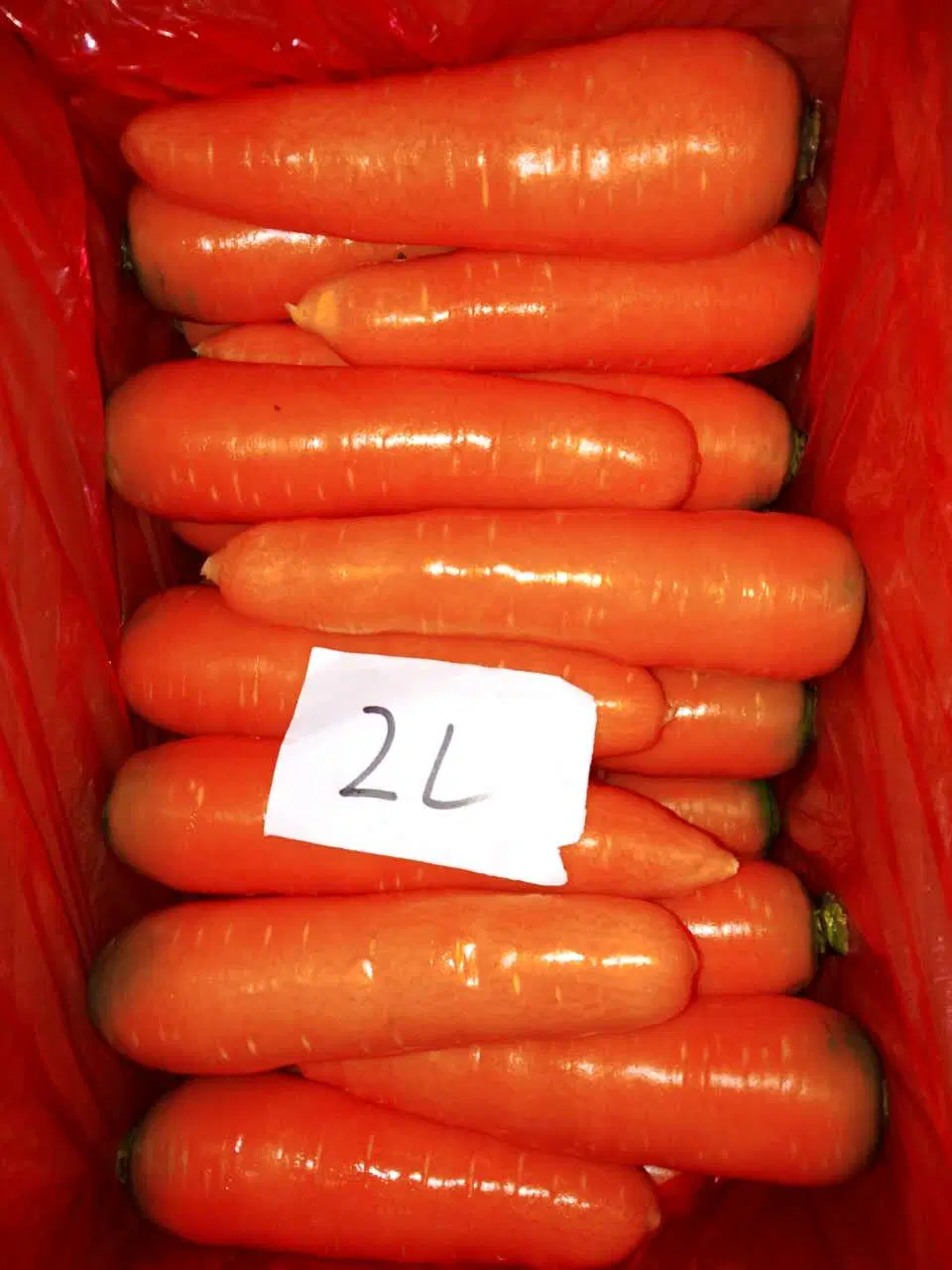 Carrot العضوي الطازج عالي الجودة