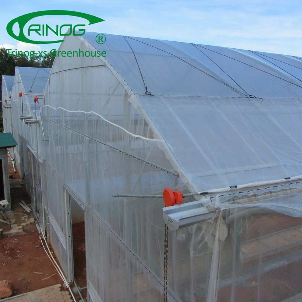 European Style Multi Span plastic film Greenhouse for banana Nursery