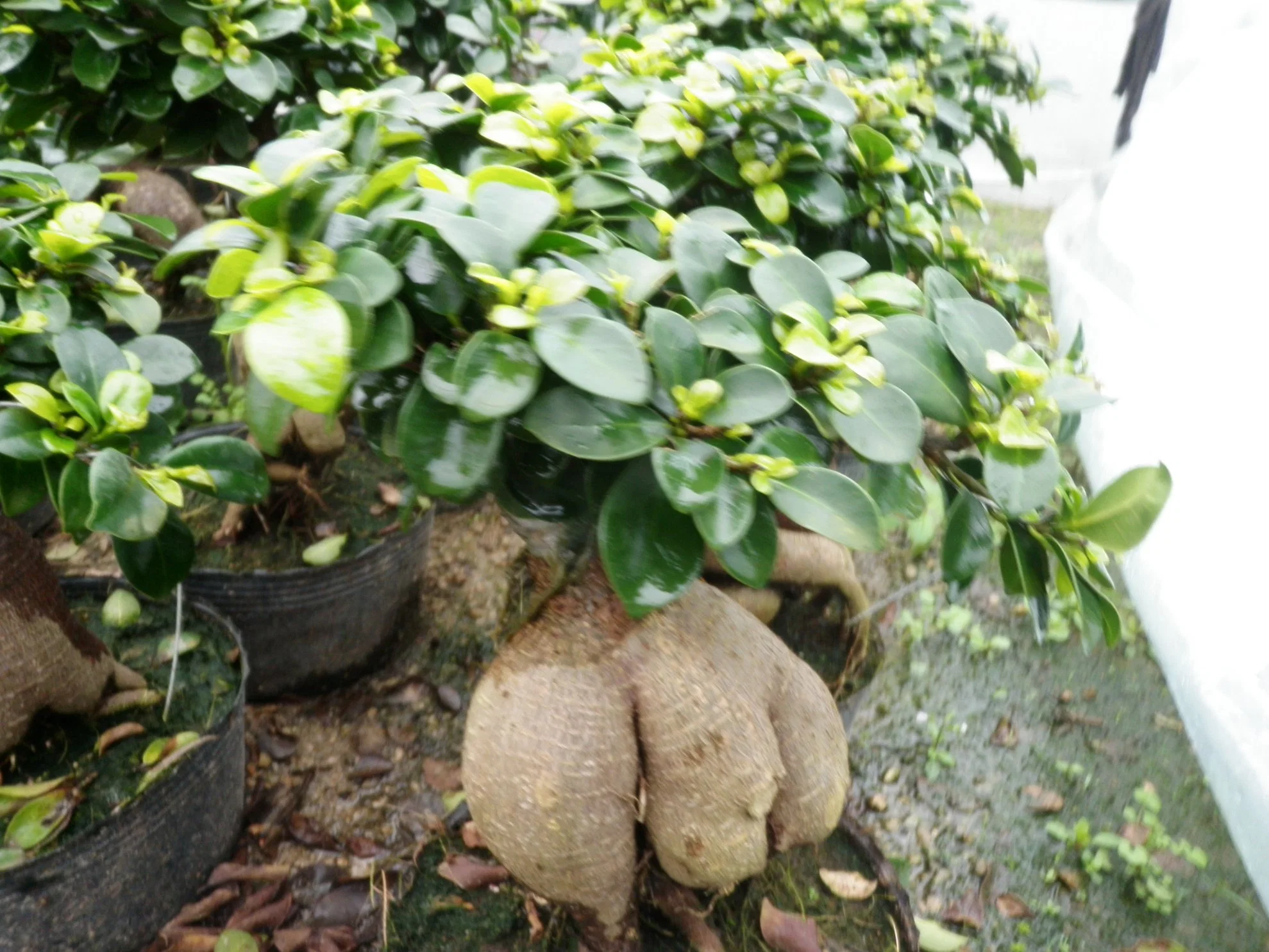 Ficus microcarpa Ginseng árbol Bonsai