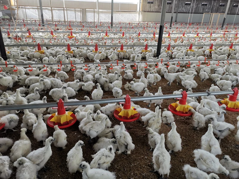 Well Designed Broiler Breeder Layer Chicken Use Poultry Farm Construction Design