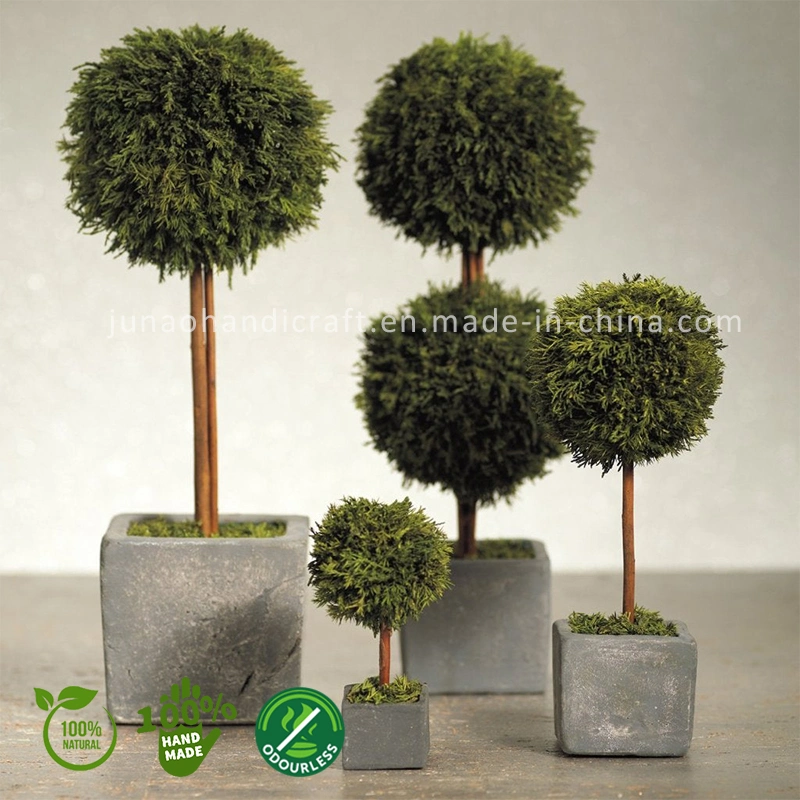 100% Natural Preserved Cypress Topiary Miniscape Interior Decor