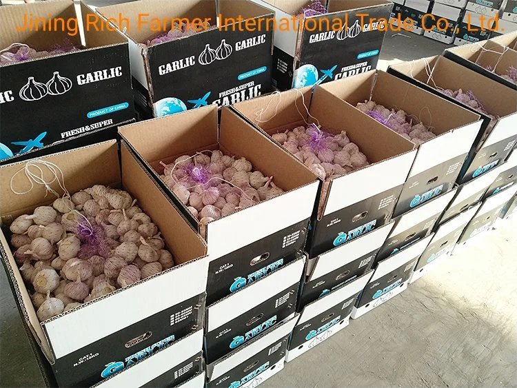 China New Crop Fresh Garlic for Export