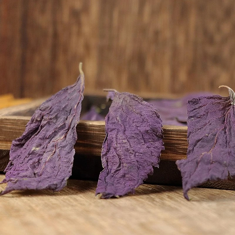 Hoja de Perilla de alta calidad Medicina herbaria China Perillae Folium Zi Sí